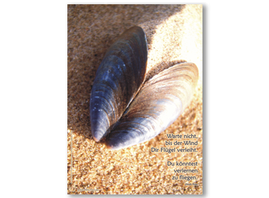 Ansicht des Posters: Eine Muschel liegt ausgeklappt am Strand. Ihre beiden Schalenhälften werden von der Sonne beleuchtet. Sie sehen aus wie zwei Flügel.